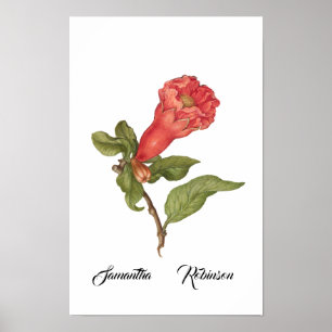 Poster Ilustração de flor de romã vintage em flor
