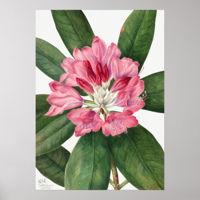 Poster Ilustração de Flor de Vintage (Frente)