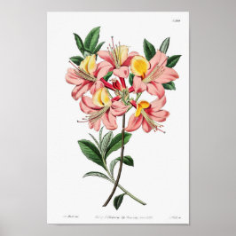 Poster Ilustração de Flor de Vintage