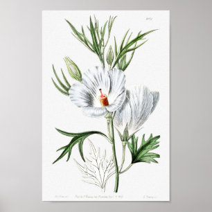 Poster Ilustração de Flor de Vintage