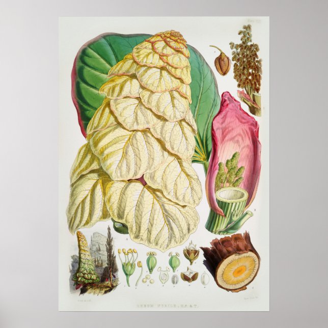 Poster Ilustração de Flor de Vintage (Frente)