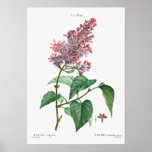 Poster Ilustração de Flor de Vintage