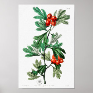 Poster Ilustração de Flor de Vintage