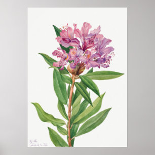 Poster Ilustração de Flor de Vintage