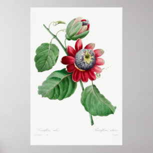 Poster Ilustração de Flor de Vintage
