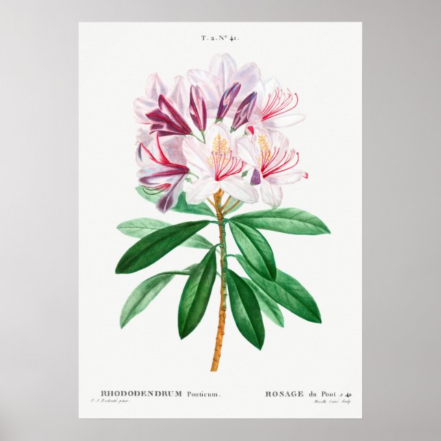 Poster Ilustração de Flor de Vintage (Frente)