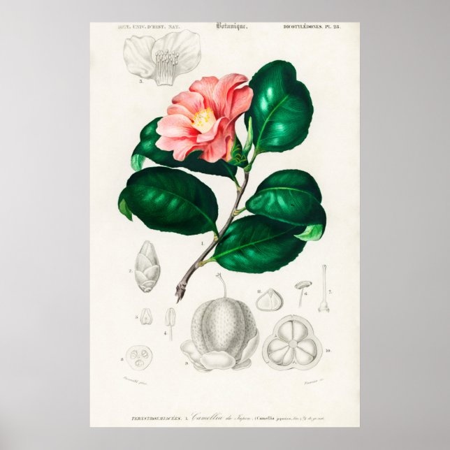 Poster Ilustração de Flor de Vintage (Frente)