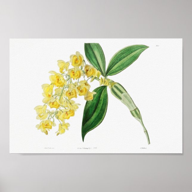 Poster Ilustração de Flor de Vintage (Frente)