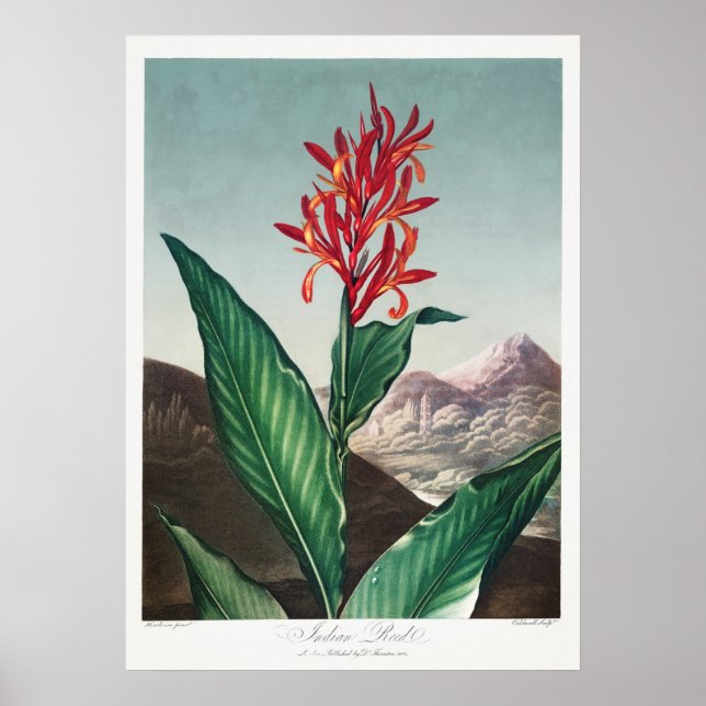 Poster Ilustração de Flor de Vintage (Frente)