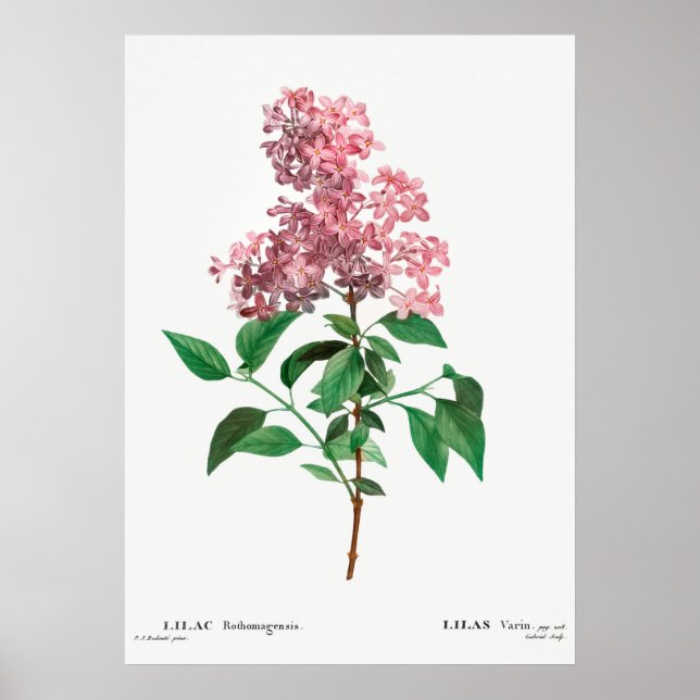 Poster Ilustração de Flor de Vintage (Frente)
