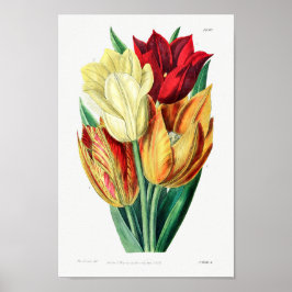 Poster Ilustração de Flor de Vintage