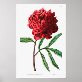 Poster Ilustração de Flor de Vintage