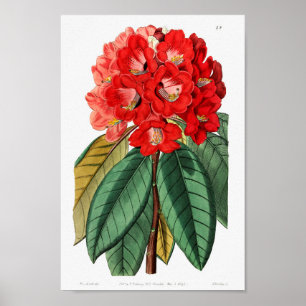 Poster Ilustração de Flor de Vintage