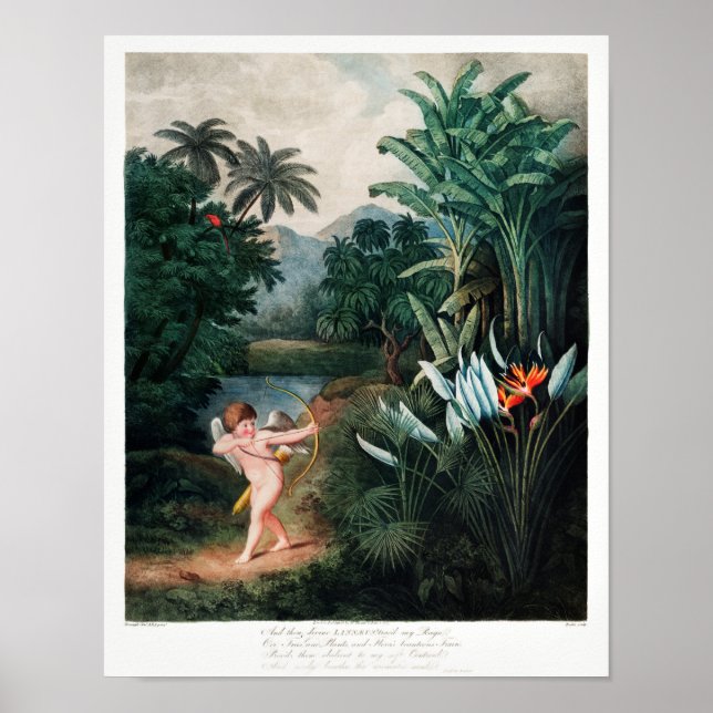 Poster Ilustração de Flor de Vintage (Frente)