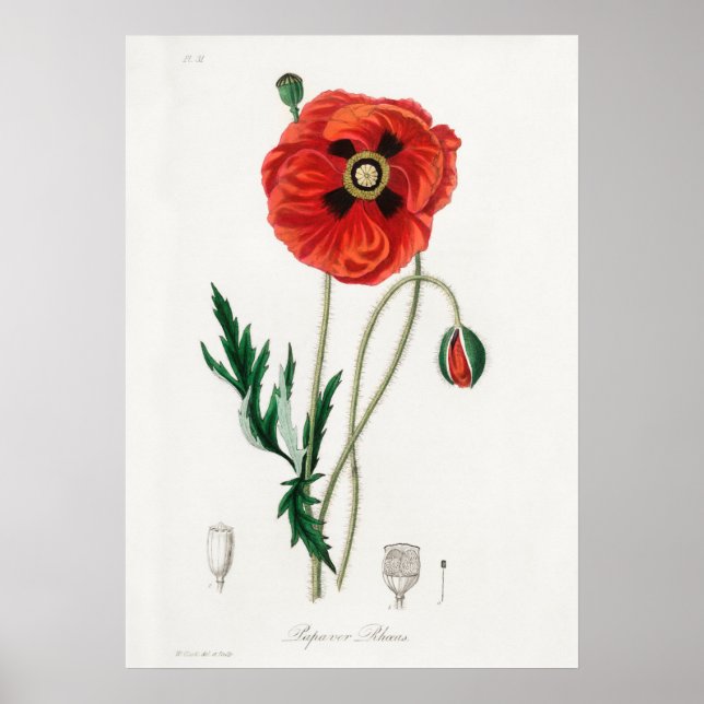Poster Ilustração de Flor de Vintage (Frente)