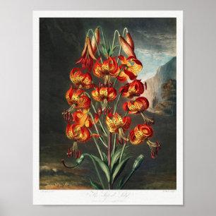 Poster Ilustração de Flor de Vintage
