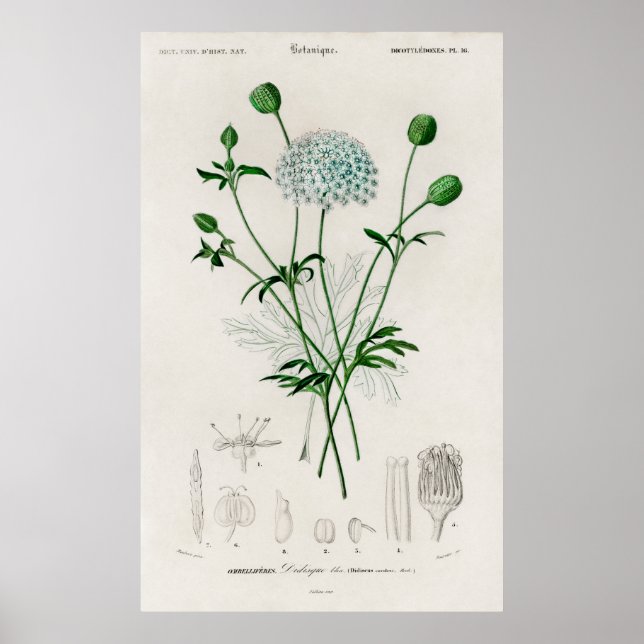 Poster Ilustração de Flor Silvestre Azul do Jardim Botâni (Frente)