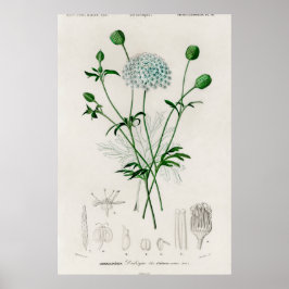 Poster Ilustração de Flor Silvestre Azul do Jardim Botâni