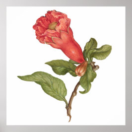 Poster Ilustração de floração florescente de romã de safr