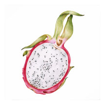 Ilustração de fruta do dragão desenhado à mão