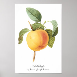 Pôster Ilustração de Frutas Antigas, Maçã Calville por Re