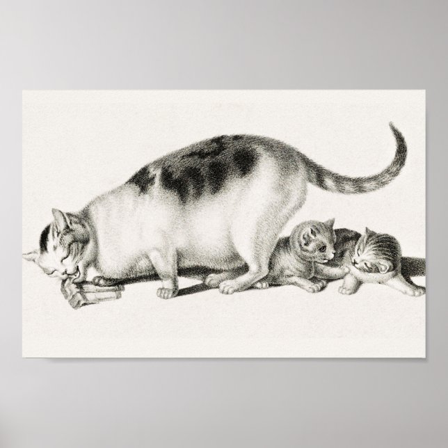 Poster Ilustração de Gato de Vintage (Frente)