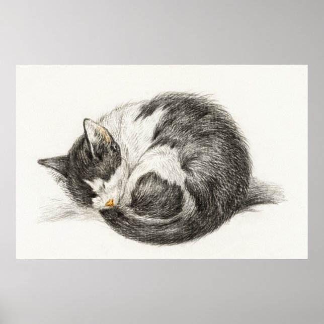 Poster Ilustração de Gato de Vintage (Frente)