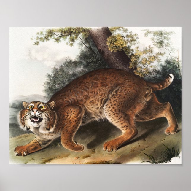 Poster Ilustração de gato selvagem americano (Lynx rufus) (Frente)