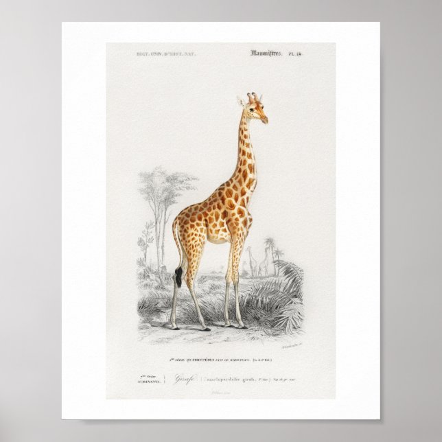 Poster Ilustração de Girafa (Giraffa camelopardalis)  (Frente)