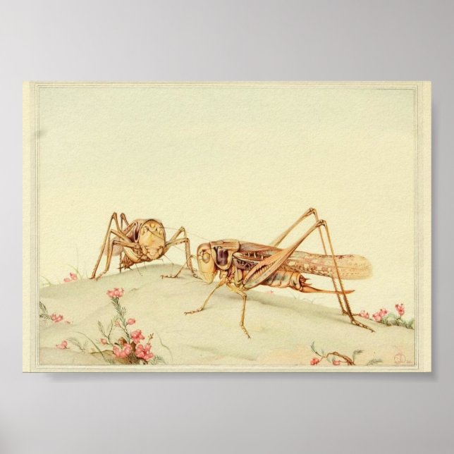 Poster Ilustração de Insetos de Vintage (Frente)