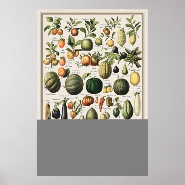 Poster Ilustração de Legumes Antigos Adolphe Millot (Frente)
