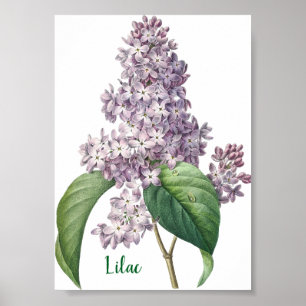 Poster Ilustração de Lilás Lavanda em Aquarela