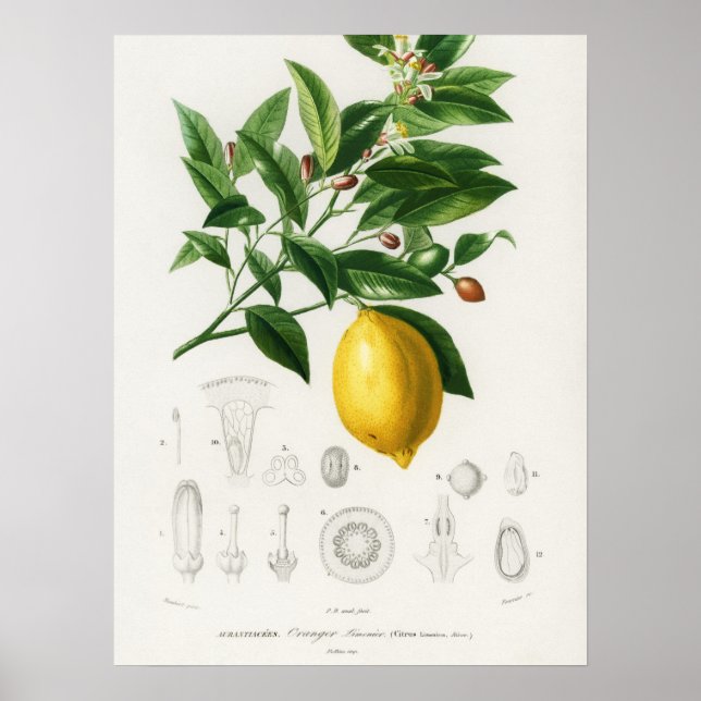 Poster Ilustração de Limão de Fruta de Citros e Limônio B (Frente)