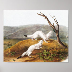 Poster Ilustração de Little Nimble Weasel Putorius agil