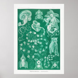 Poster Ilustração de Lula de Vintage