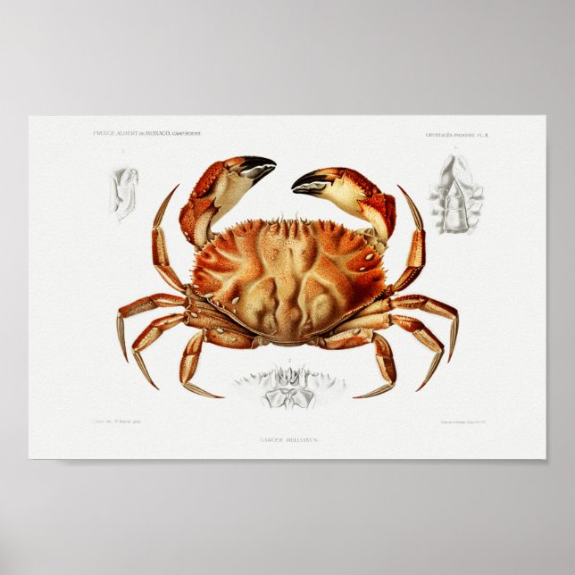 Poster Ilustração de marisco (Frente)