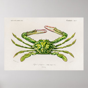 Poster Ilustração de marisco
