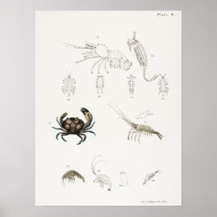 Poster Ilustração de marisco