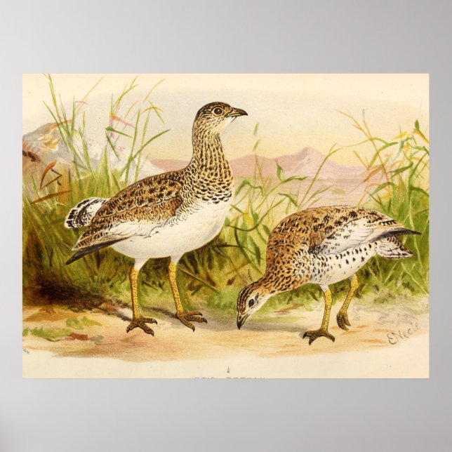 Poster Ilustração de Otis Tetrax (Frente)