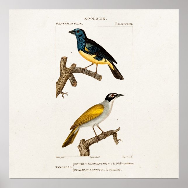 Poster Ilustração de Pássaro Colorido Orioles 1800s Antig (Frente)