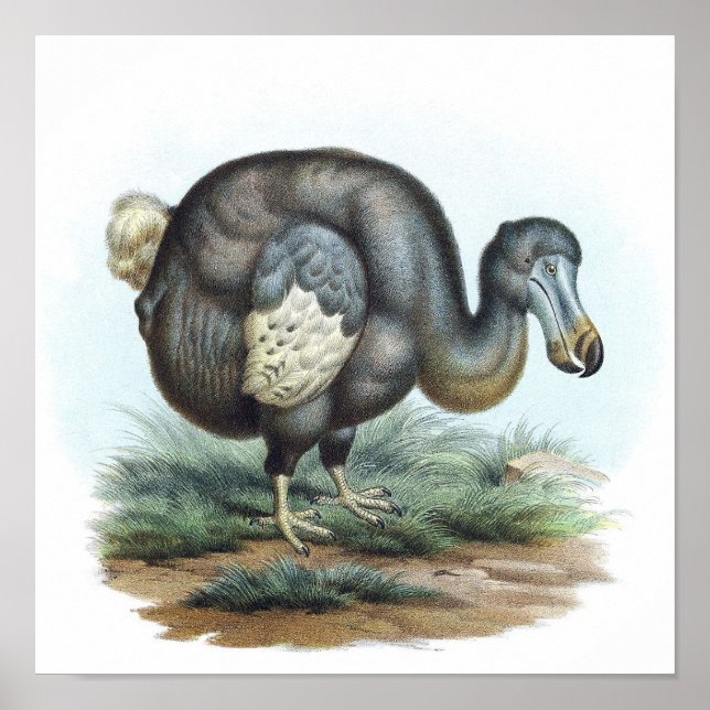 Poster Ilustração de Pássaro Dodo (Frente)