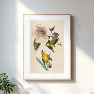Poster Ilustração de Pássaros Amarelos Vintage em Flor