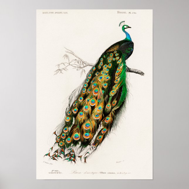 Poster Ilustração de Peacock Vintage (Frente)