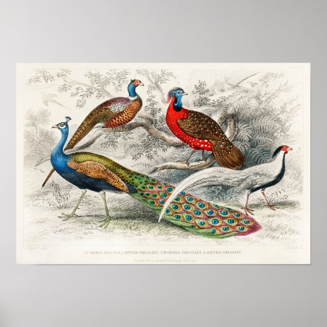Poster Ilustração de Peacock Vintage (Frente)