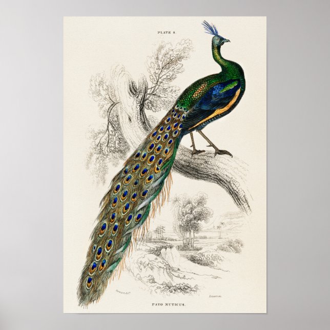 Poster Ilustração de Peacock Vintage (Frente)