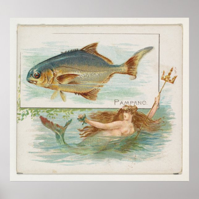 Poster Ilustração de Peixe de Pompano Vintage (Frente)