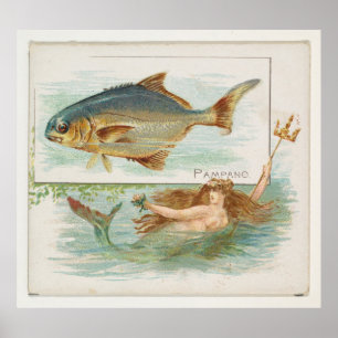 Poster Ilustração de Peixe de Vintage Pompano
