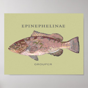 Pôster Ilustração de Peixe Garoupa