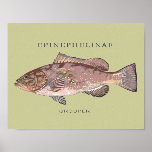 Pôster Ilustração de Peixe Garoupa (Frente)