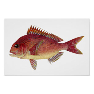Pôster Ilustração de peixe-safra: Seabream-vermelho
